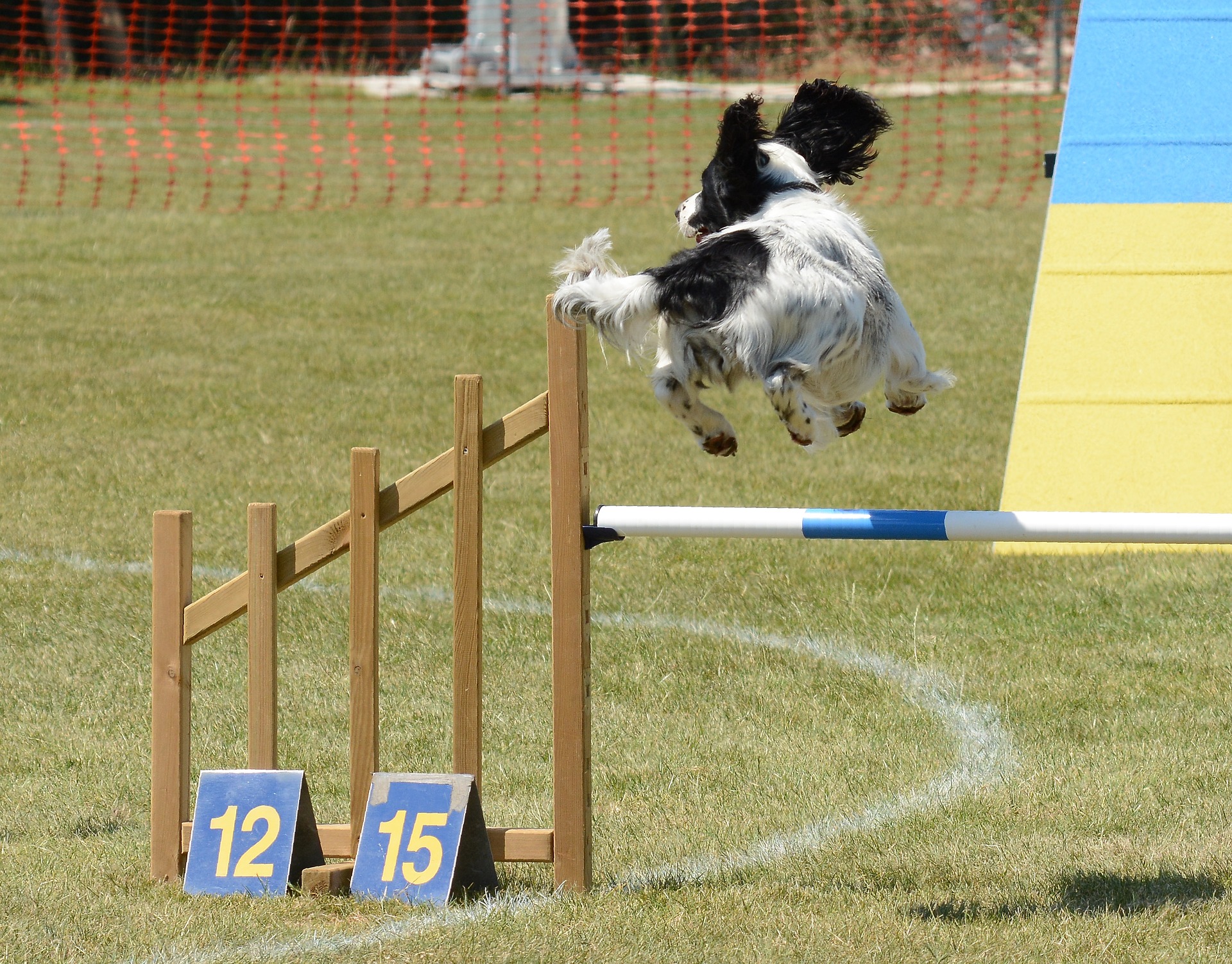 Hondentraining is belangrijk