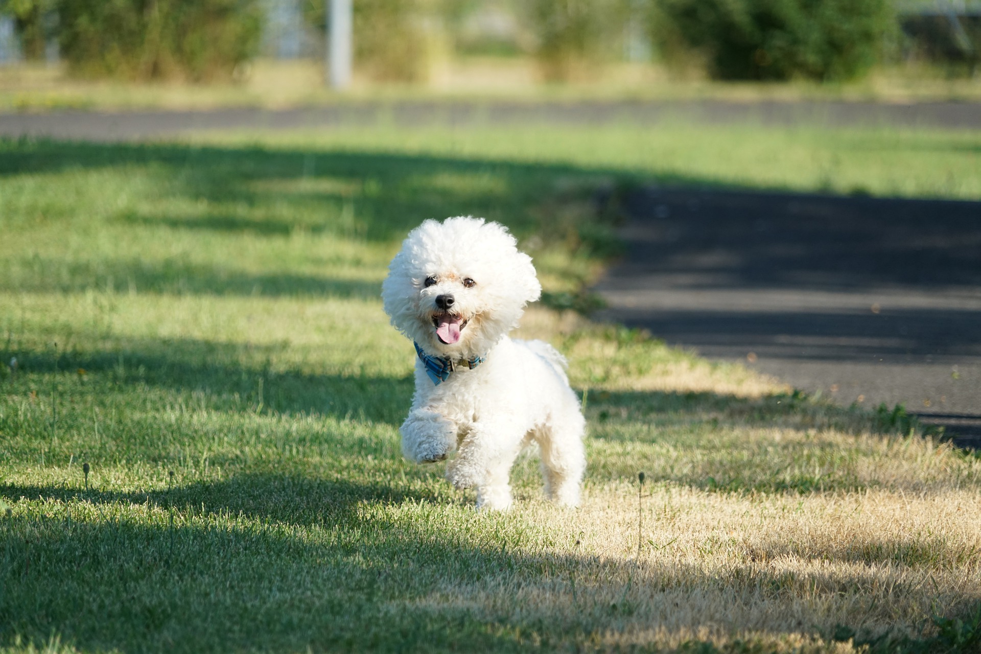 boomer pup