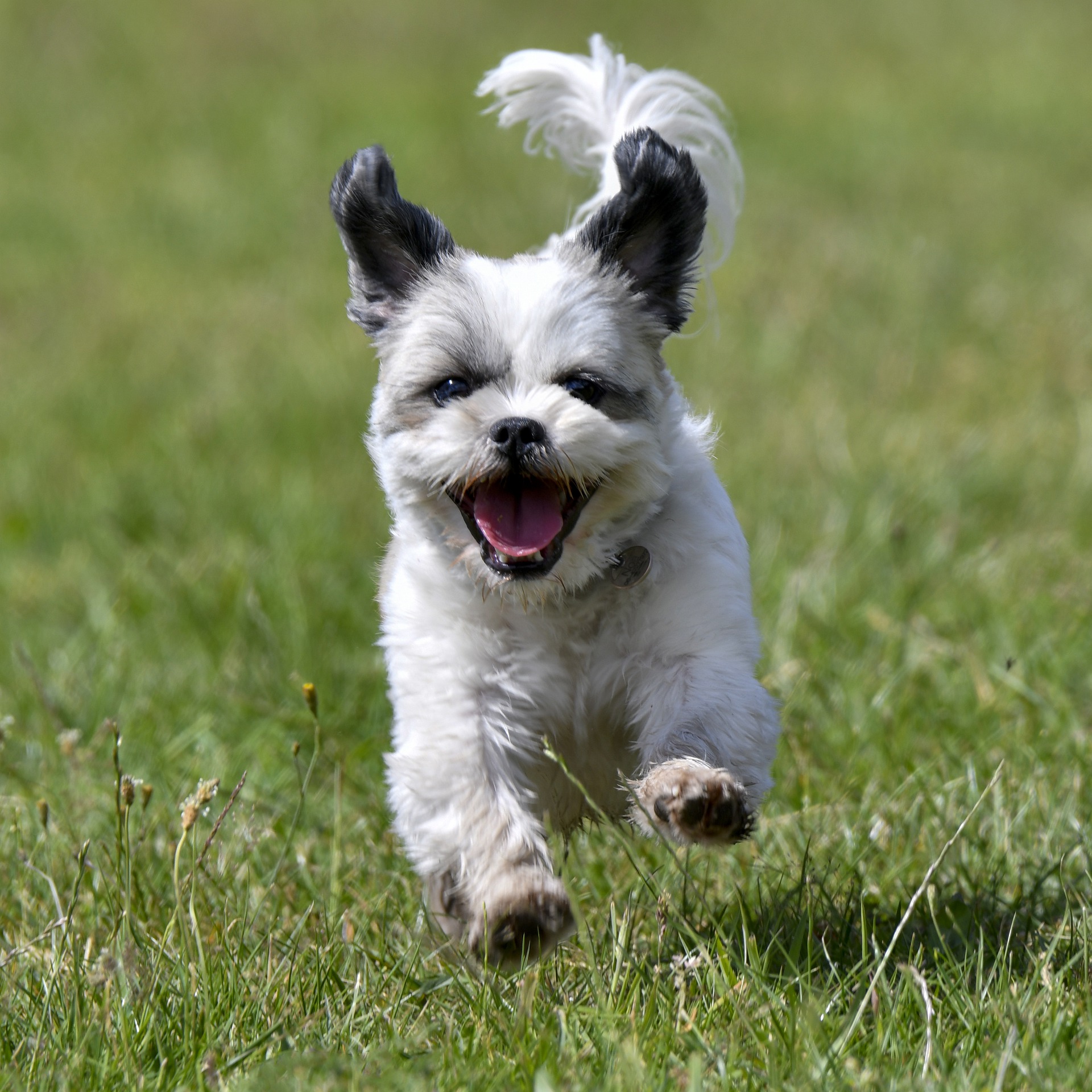 Verkeersopstopping Sui Bacteriën boomer puppy - De Nieuwe Hond