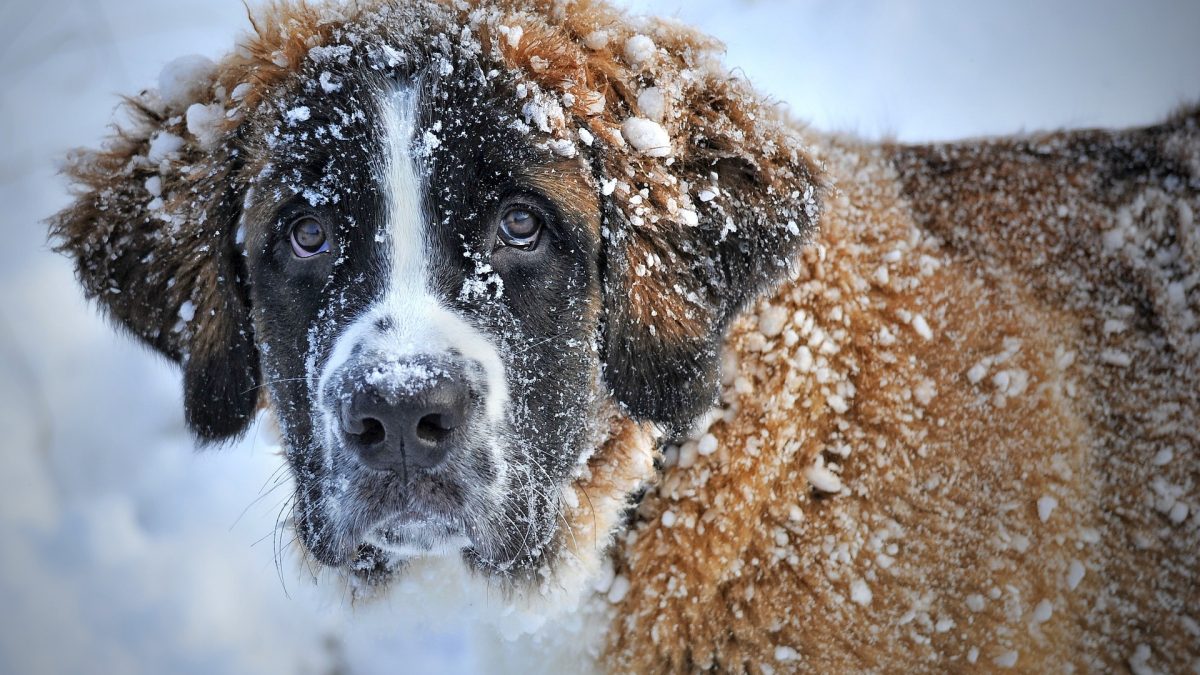 honden bevriezen