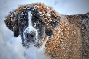 honden bevriezen