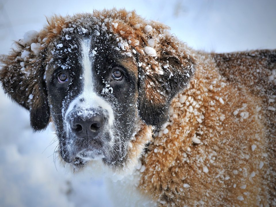 honden bevriezen