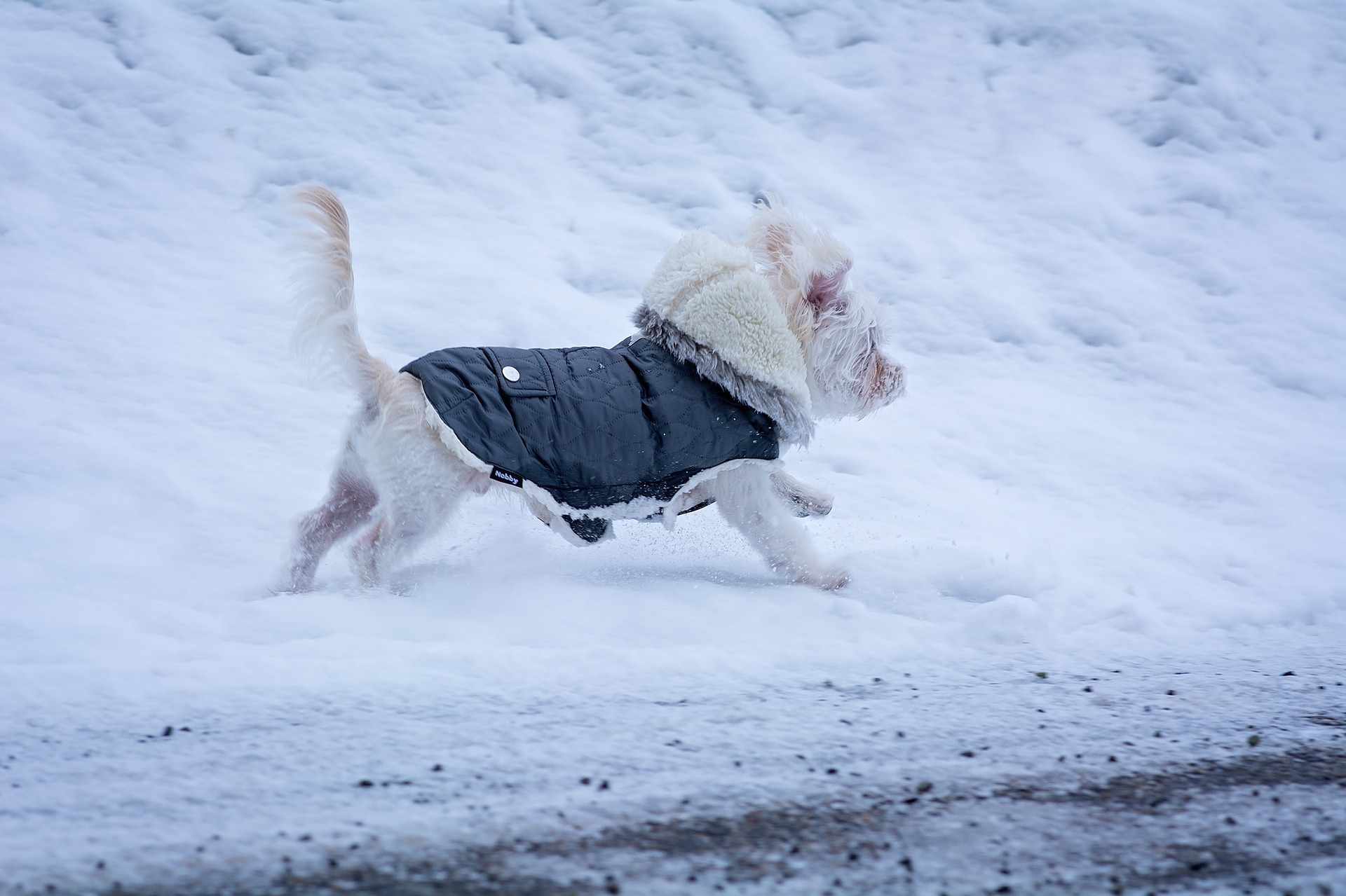 honden bevriezen winterjas