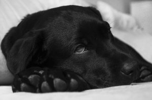 10 belangrijkste hondenziektes - 10 belangrijkste hondenziektes