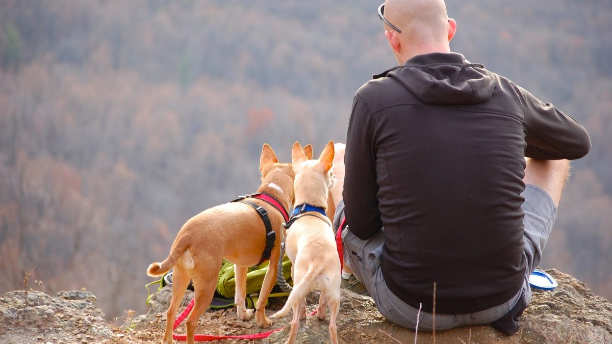 5 tips bij het afsluiten van een honden- verzekering - 5 tips bij het afsluiten van een hondenverzekering