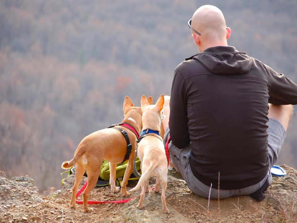 5 tips bij het afsluiten van een honden- verzekering - 5 tips bij het afsluiten van een hondenverzekering