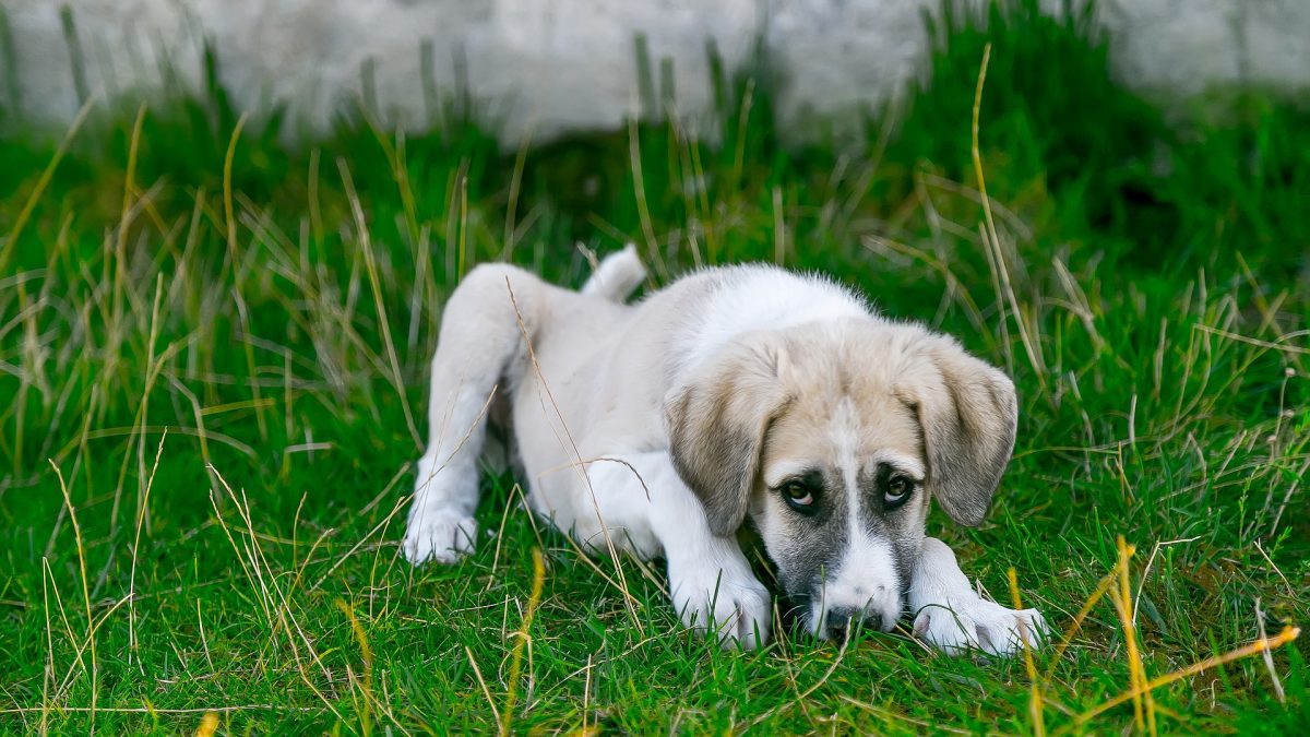 De 10 belangrijkste hondenziektes op een rij