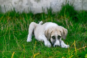De 10 belangrijkste hondenziektes op een rij