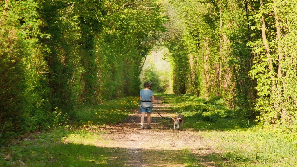 Kan ik besmet worden met het Coronavirus via mijn hond