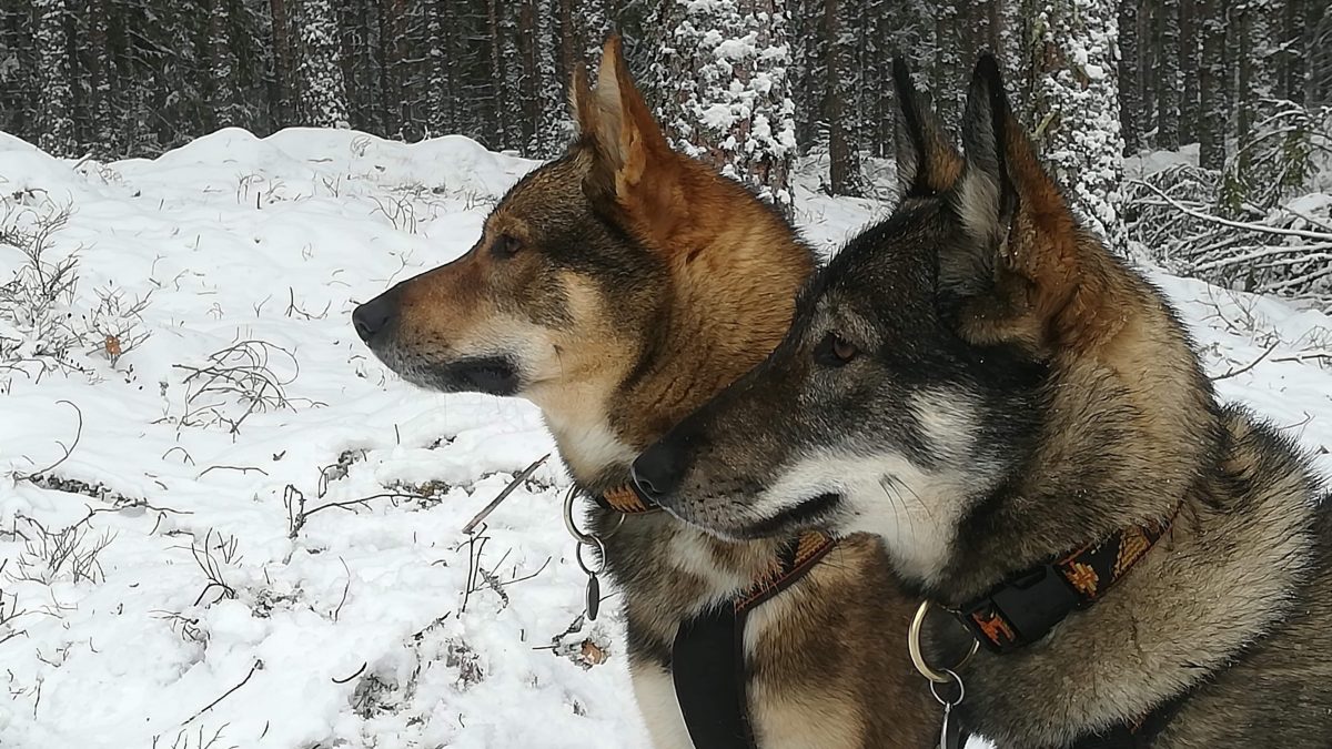 West-Siberische Laika - Portret baikal en Purga