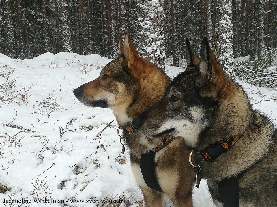 West-Siberische Laika - Portret baikal en Purga