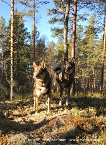 West-Siberische-Laika-Purga-en-Baikal-staand-in-bos-Noorwegen