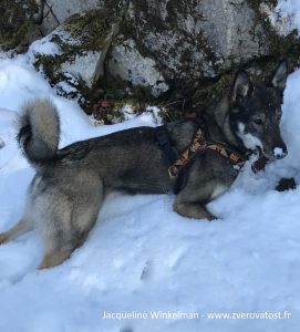 West-Siberische-Laika-Purga-en-Baikal-staand-in-bos-Noorwegen