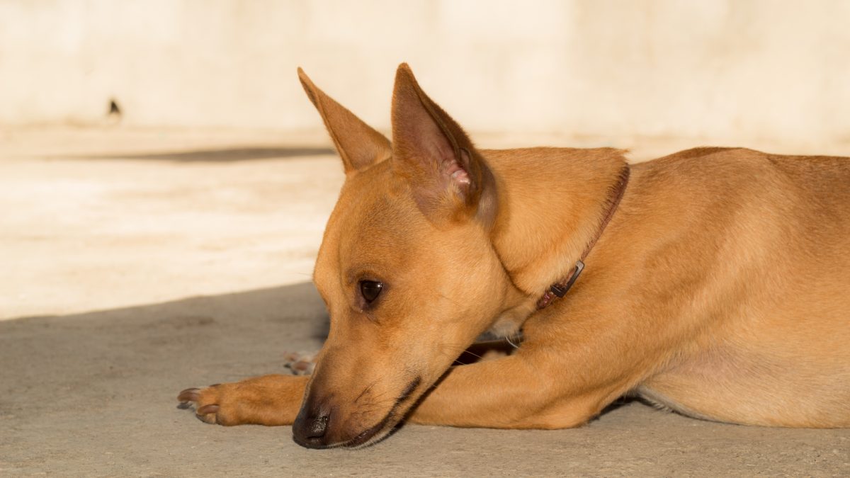 gestolen honden