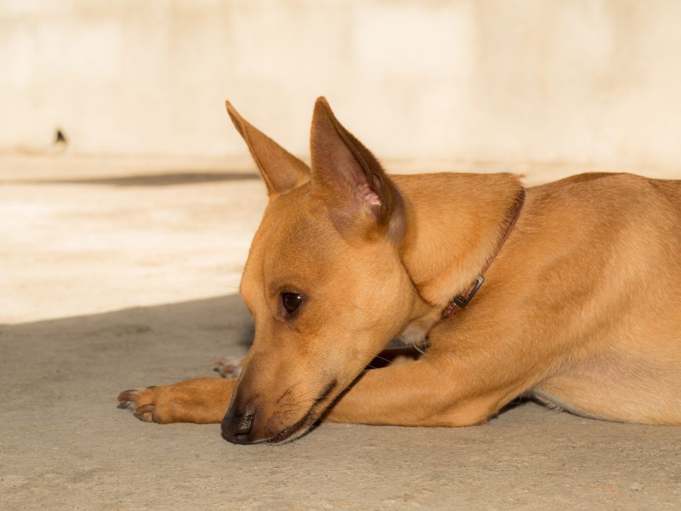 gestolen honden