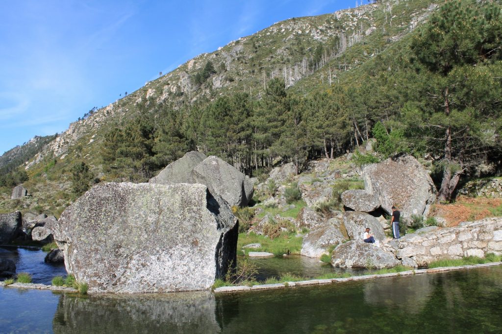 Cao Da Serra Da Estrela