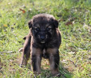 Cao Da Serra Da Estrela puppy - Cao Da Serra Da Estrela puppy