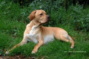 Perdigueiro portugues of Portugese pointer