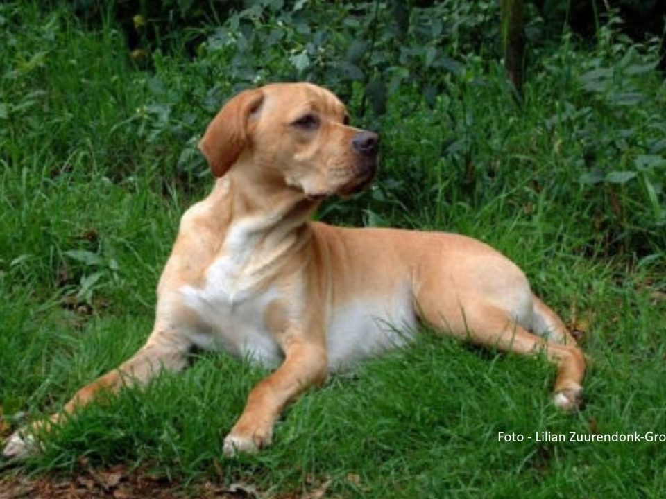 Perdigueiro portugues of Portugese pointer