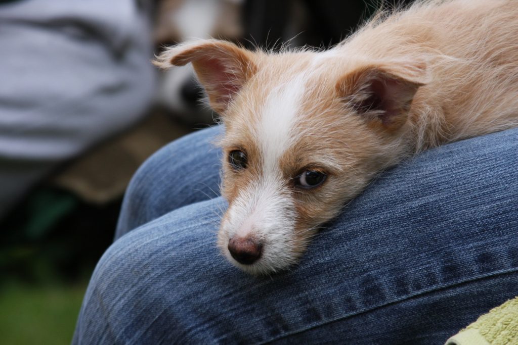 Podengo Portugues puppy