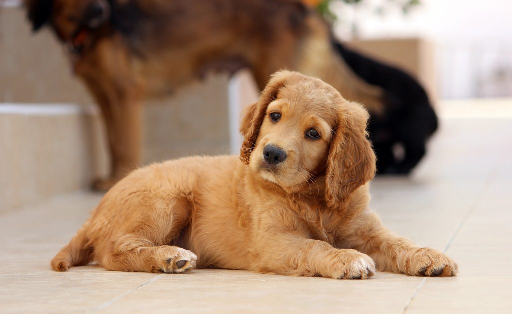 10 tekenen van depressie bij honden