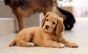 10 tekenen van depressie bij honden