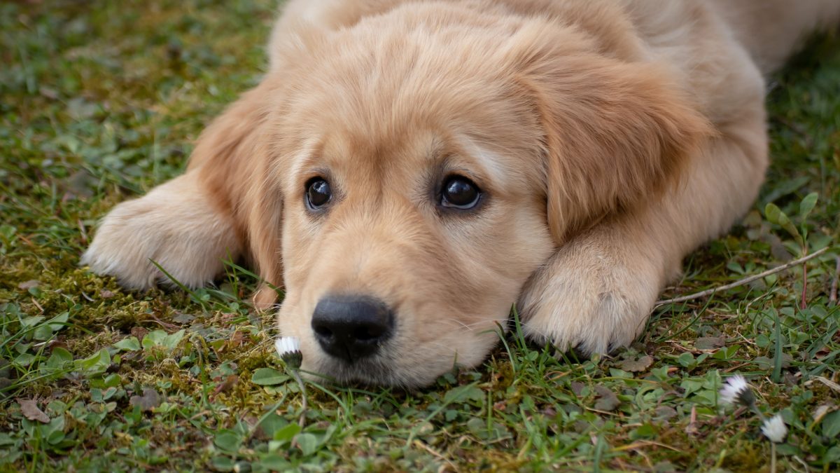 10 tekenen van depressie bij honden