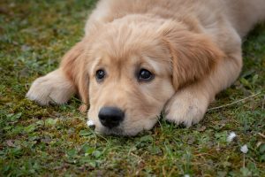 10 tekenen van depressie bij honden