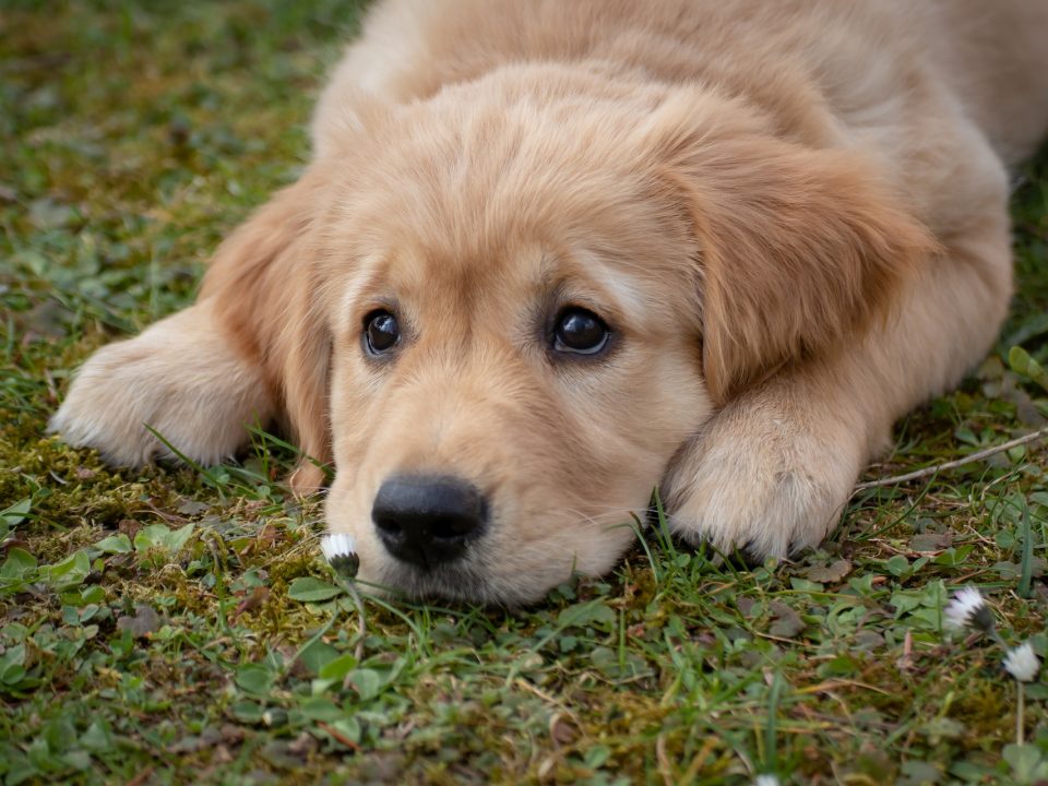 10 tekenen van depressie bij honden