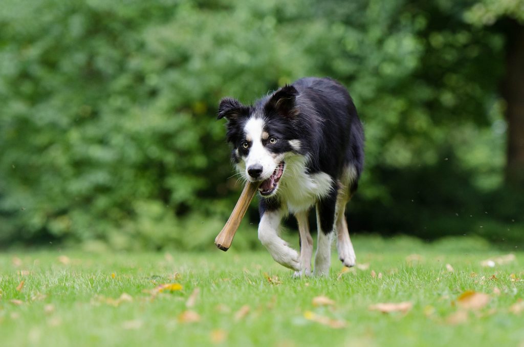 Rugklachten bij honden herkennen