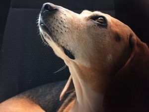 Rugklachten bij honden herkennen