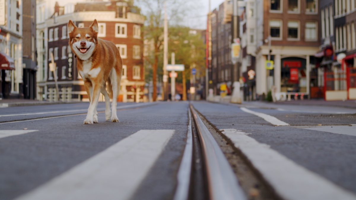 Geen Hond in Amsterdam