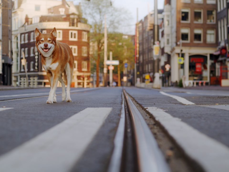 Geen Hond in Amsterdam