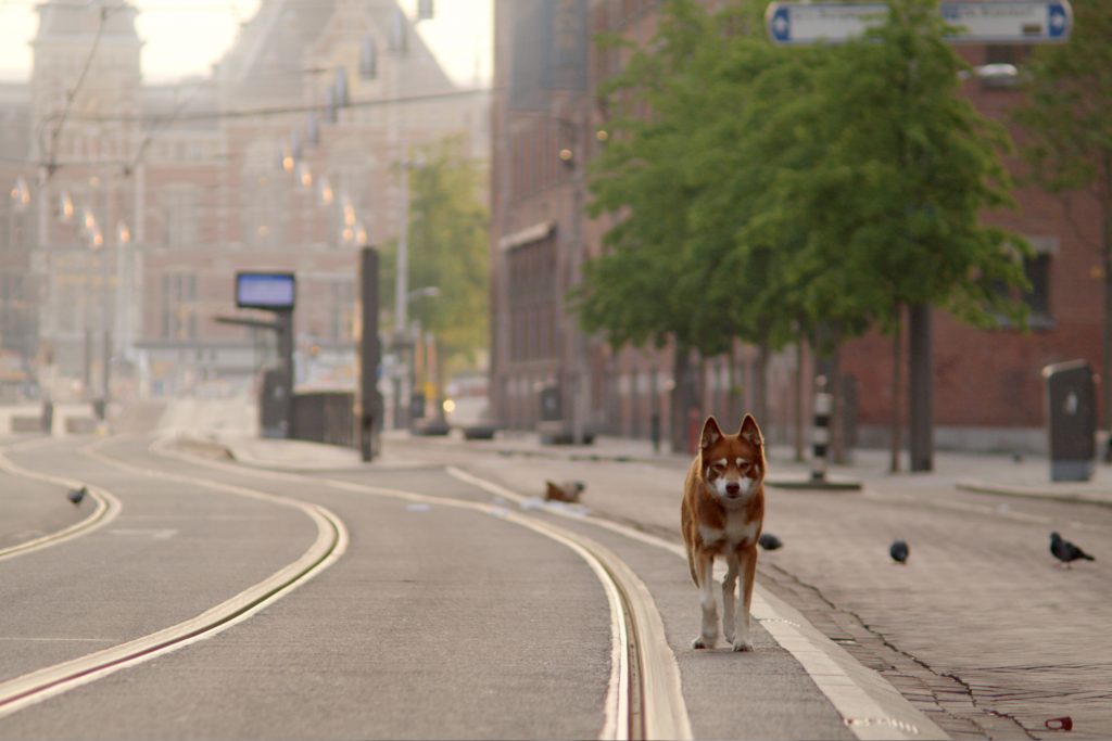 Geen Hond in Amsterdam kortfilm