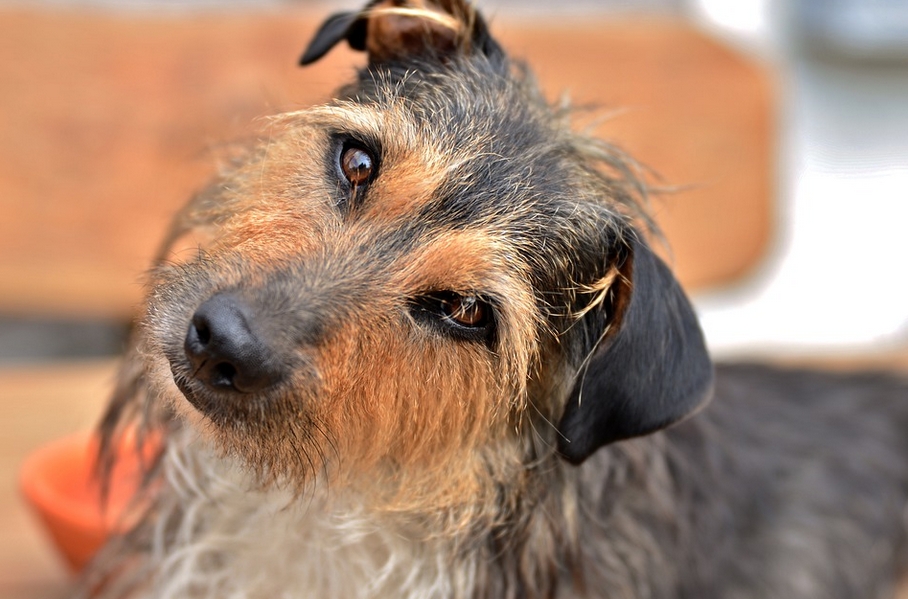 Wat heb je nodig bij de aanschaf van een hond