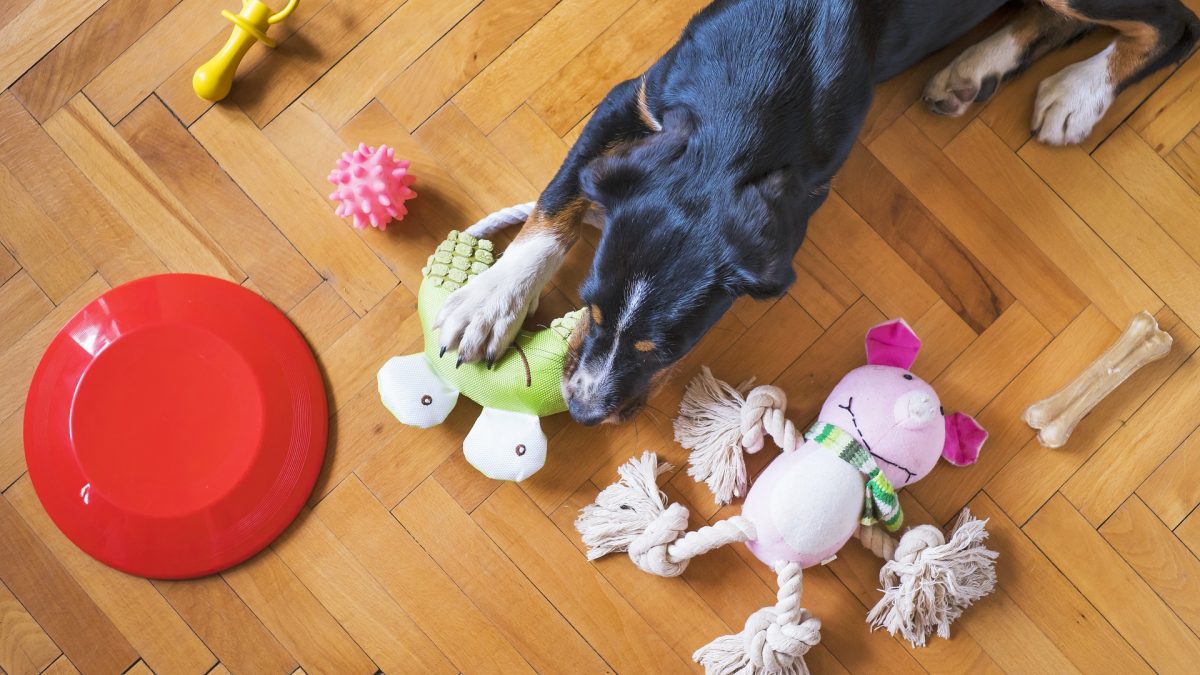 heb je nodig bij aanschaf van een hond - De Nieuwe Hond