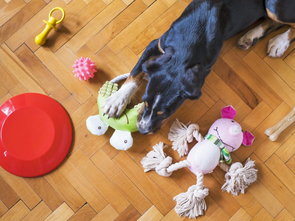 Wat heb je nodig bij de aanschaf van een hond