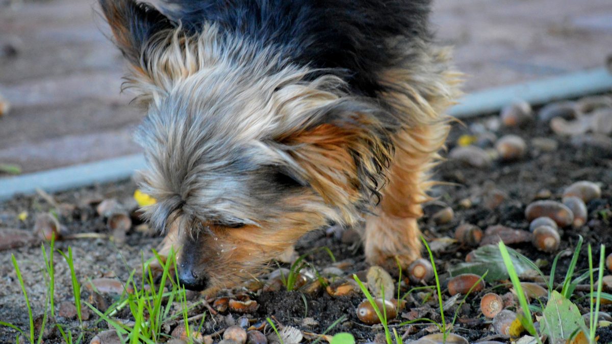 eikels zijn giftig voor honden