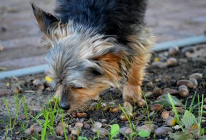 eikels zijn giftig voor honden