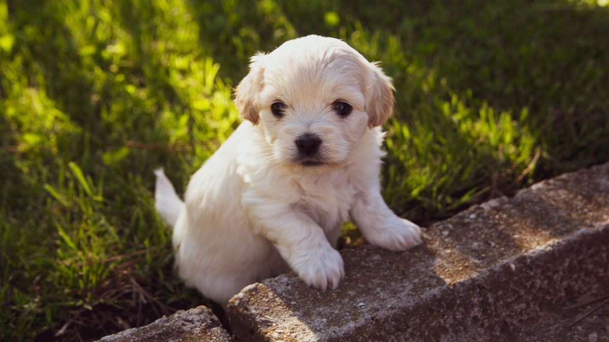 Een hond Waar een puppy kopen ? De Nieuwe