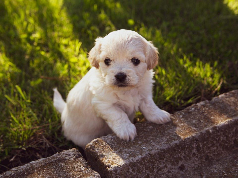 Achteruit vloeistof plek Alles over puppies - De Nieuwe Hond