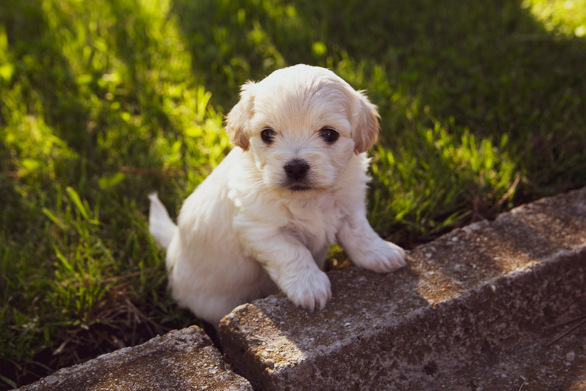 beklimmen Allerlei soorten vrijheid Een hond kopen? Waar een puppy kopen ? De Nieuwe Hond