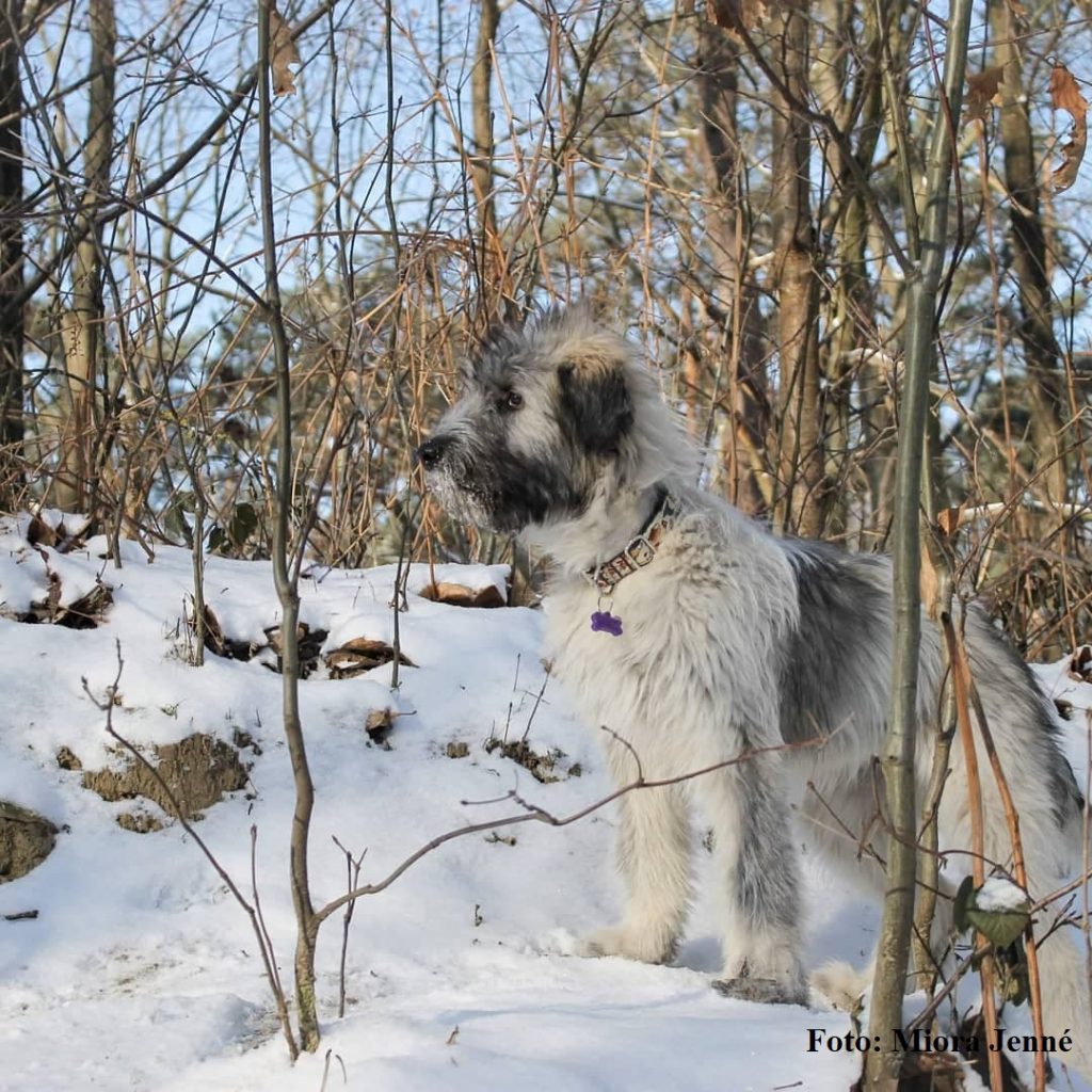 Roemeense Mioritic Herdershond puppy