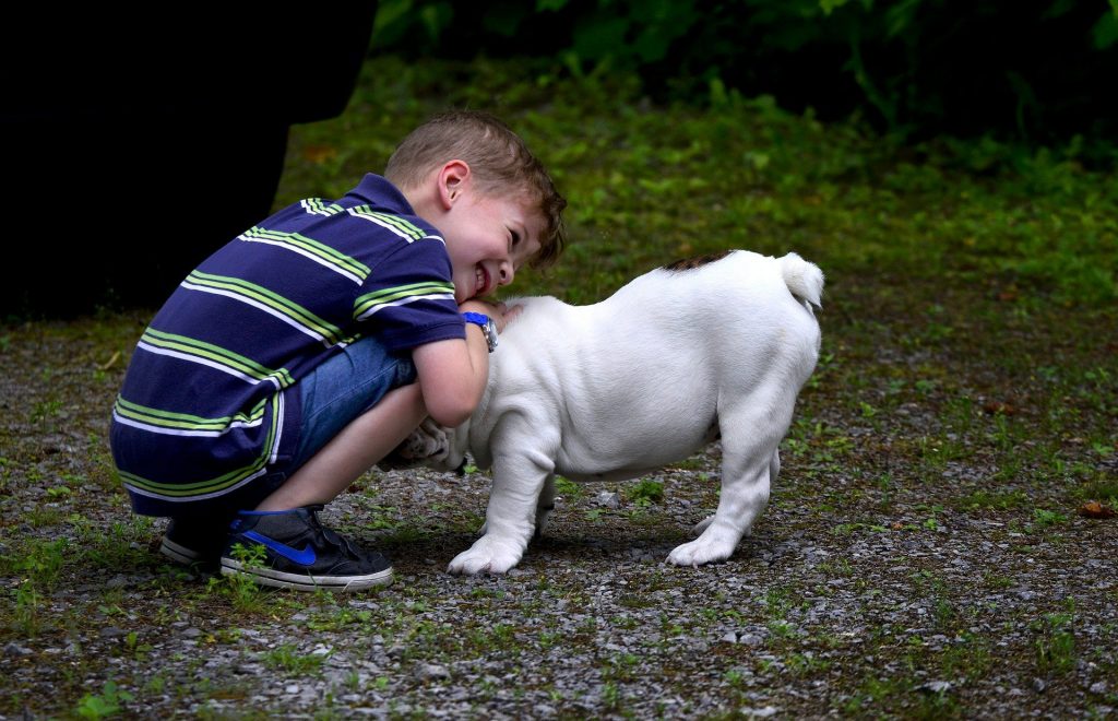 hondenrassen overzicht - De Nieuwe Hond