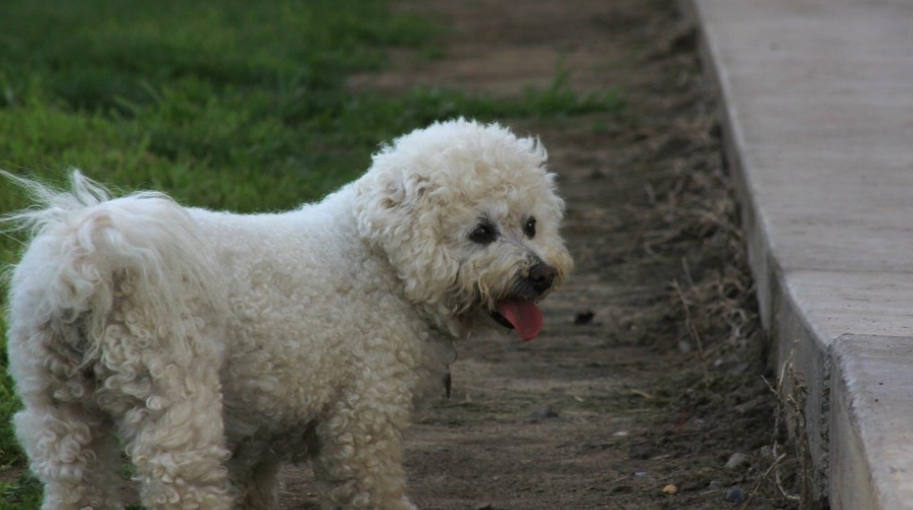 Bichon Frisé - kleinste hondenrassen