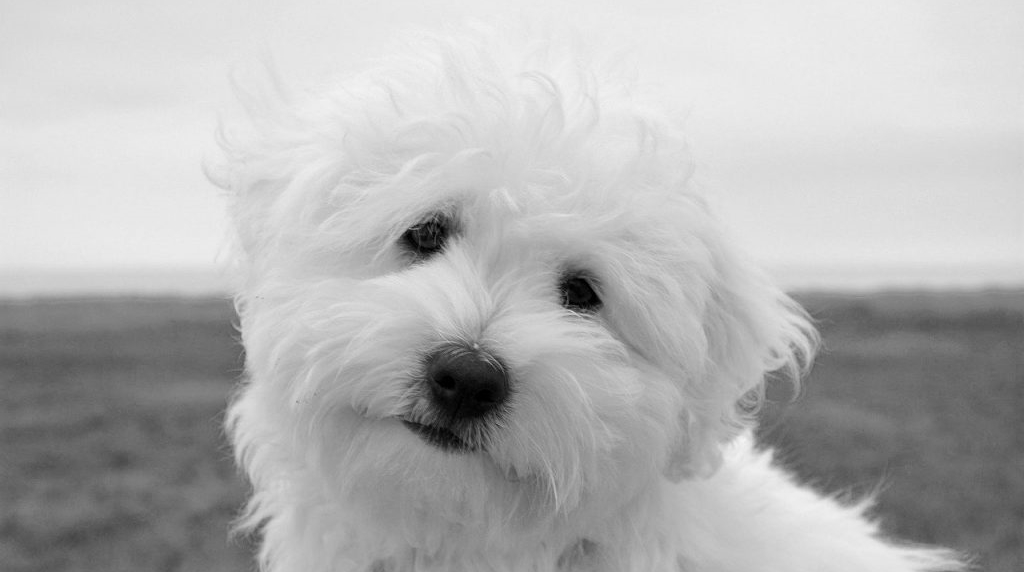 Coton de Tulear - kleinste hondenrassen