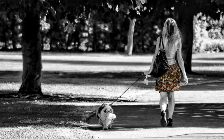 Lijst van groenten die honden mogen eten - De Nieuwe Hond