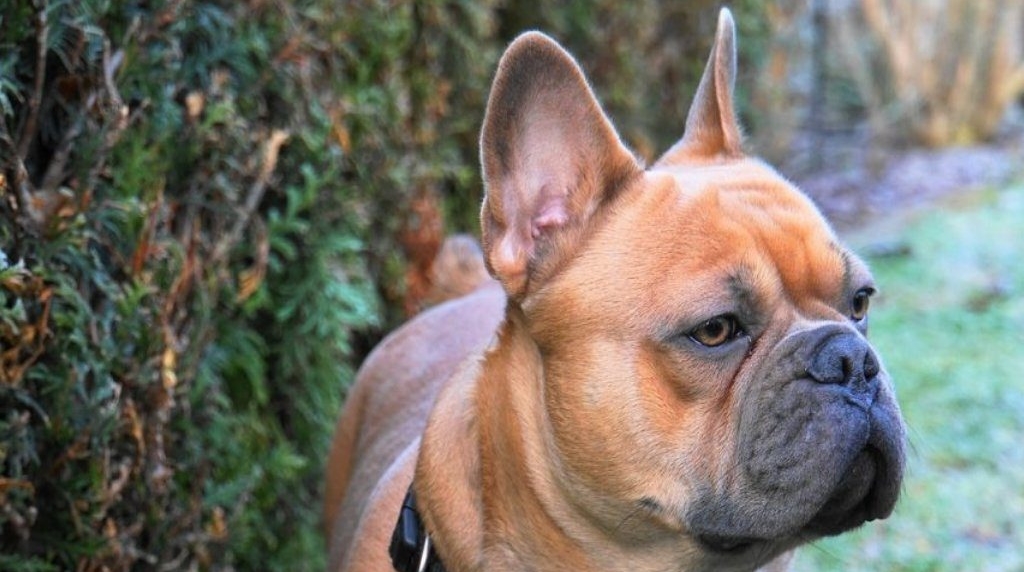 Franse Bulldog - kleinste hondenrassen