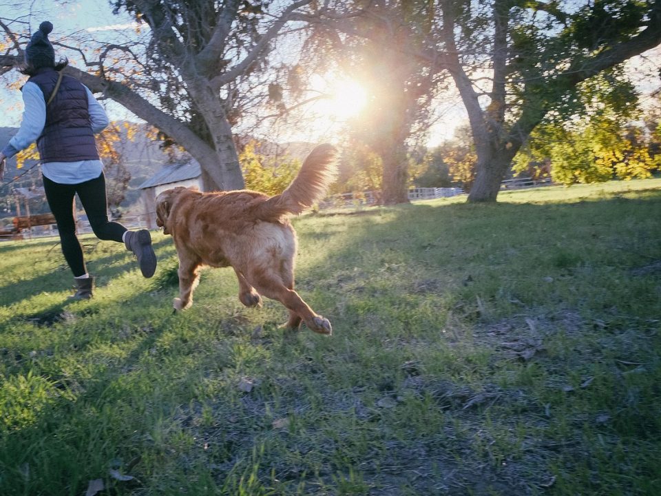 Honden houden je gezond