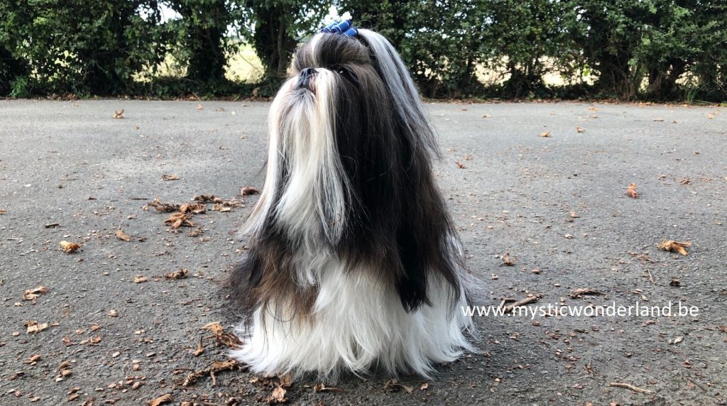 makkelijke hondenrassen Shih Tzu kleinste hondenrassen